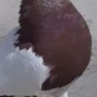 کفتر رنگی حیونا اس