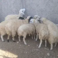 بره نر|حیوانات مزرعه|بندرعباس, |دیوار