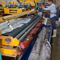 قالیشویی عرفان (حاجی پور )