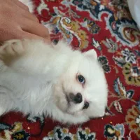 پامر خرسی بازیگوش|سگ|تهران, حر|دیوار