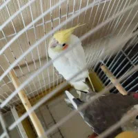 عروس هلندی جفت با قفس و لوازم زرنگ و باهوش دستی