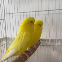 مرغ عشق نر و ماده