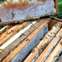 عسل کوهستان|خوردنی و آشامیدنی|کلیبر, |دیوار