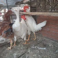 خروس  فروش یک جا