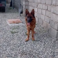 سگ ژرمن ماده دوساله قیمت پنج ملیون|سگ|هشتگرد, ایقربلاغ|دیوار