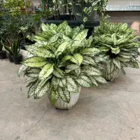 آگلونما برفی|گل و گیاه طبیعی|رشت, بیجارپس|دیوار