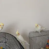 جوجه عروس هلندی
