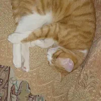 گربه اسمش فندق گم شده