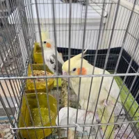 یک جفت عروس هلندی مولد