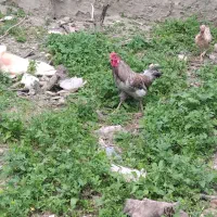 خروس طوسی