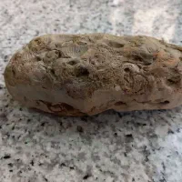 فسیل صدفی دو کفه ای برای 23 میلیون سال قبل|کلکسیون اشیاء عتیقه|قم, انسجام|دیوار