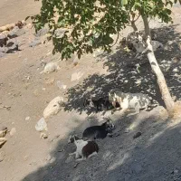 گوسفند