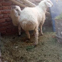 بره شیر نرو ماده|حیوانات مزرعه|کرمان, |دیوار