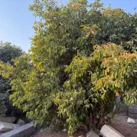 ویلا باغ ۵۰۰متری/ نیمه کاره /کوچه باغ لک لک ها|فروش خانه و ویلا|شوش, |دیوار