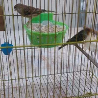 قناری جفت معاوضه