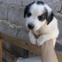 توله دورگه|سگ|کوچصفهان, |دیوار