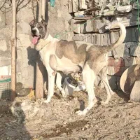 ماده سرابی آلاش