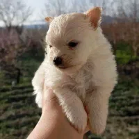 پامرین روباهی عروسکی نژاد اصل