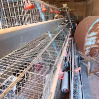 قفس مرغ تخمگزار|لوازم جانبی حیوانات|گهواره, |دیوار