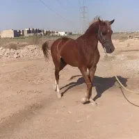 باسلام اسب نریون|اسب و تجهیزات اسب‌سواری|اهواز, کوی مهدیس|دیوار