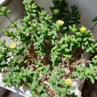 تعویض گُل