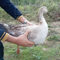 غاز ماده تخم گذار درشت