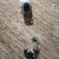 پنج عدد توله کمیاب پیکینز نر و ماده|سگ|اهواز, کیانپارس |دیوار