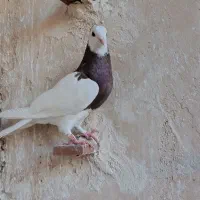 طوقی سرخ