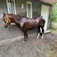 اسب نریون ۷ ساله