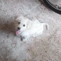 گم شده|حیوانات|بندر گناوه, |دیوار