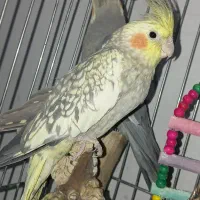 جفت عروس هلندی نیمه دستی|پرنده|کازرون, |دیوار