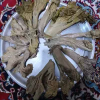 غنچه کرفس اصل کوه یَکه|حراج|خمینی‌شهر, |دیوار