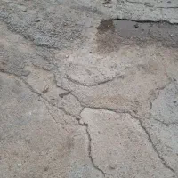 جوجه خروس چیل