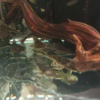 ماهی وسنگ ولوازم آکواریوم بار جدید گوپی|ماهی|مشهد, الهیه|دیوار