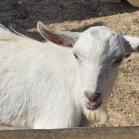 بزغاله سانن