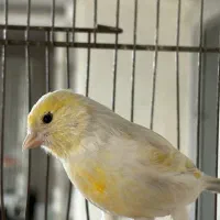 قناری نر تازه داره اک صاف میکنه