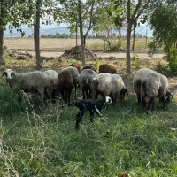 گوسفند درجه یک آبستن و بره دار