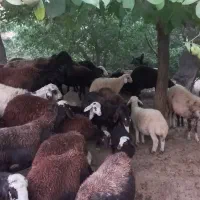 میش‌وبره‌افشاری