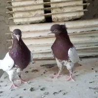کله سرخ