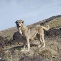 سگه ماده گمشده|حیوانات|زنجان, |دیوار