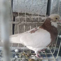 کبوتر دستی|پرنده|جیرفت, |دیوار