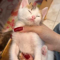 واگذاری گربه با نژاد کالیکو