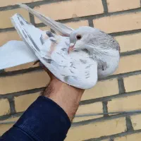 ساده هفترنگ نر فروشی