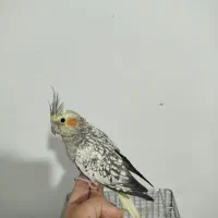 گل مصنوعی پرنده|گل مصنوعی|چهارباغ, |دیوار