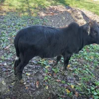 گاو محلی گوساله نر|حیوانات مزرعه|سیاهکل, |دیوار