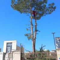 خریدانواع چوب|خدمات باغبانی و درختکاری|تویسرکان, |دیوار