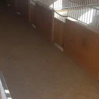 پانسیون و نگهداری اسب در باشگاه|اسب و تجهیزات اسبسواری|اصفهان, قهجاورستان|دیوار