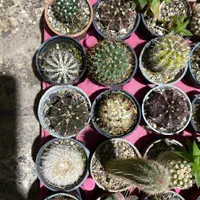 انواع کاکتوسهای خاص و کلکسیونی|گل و گیاه طبیعی|خلخال, |دیوار