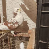 سرخ و سفید و قلمکار کبوتر|پرنده|علیآباد کتول, |دیوار