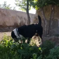 سگ سراب|سگ|ابهر, |دیوار